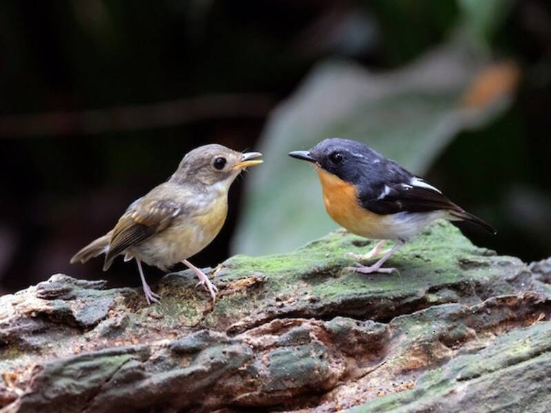 Rufous-chested Flycatcher