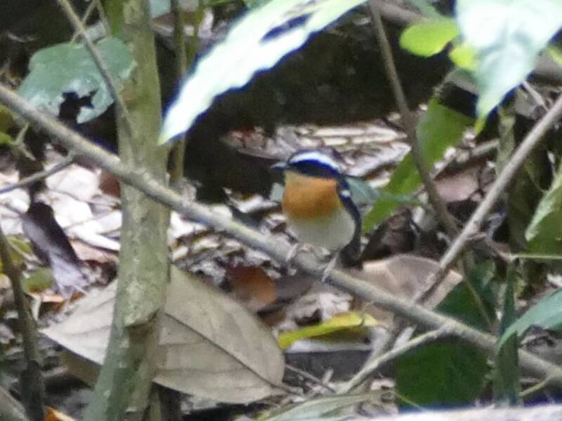 Papamoscas de Tanimbar, Fotos 4