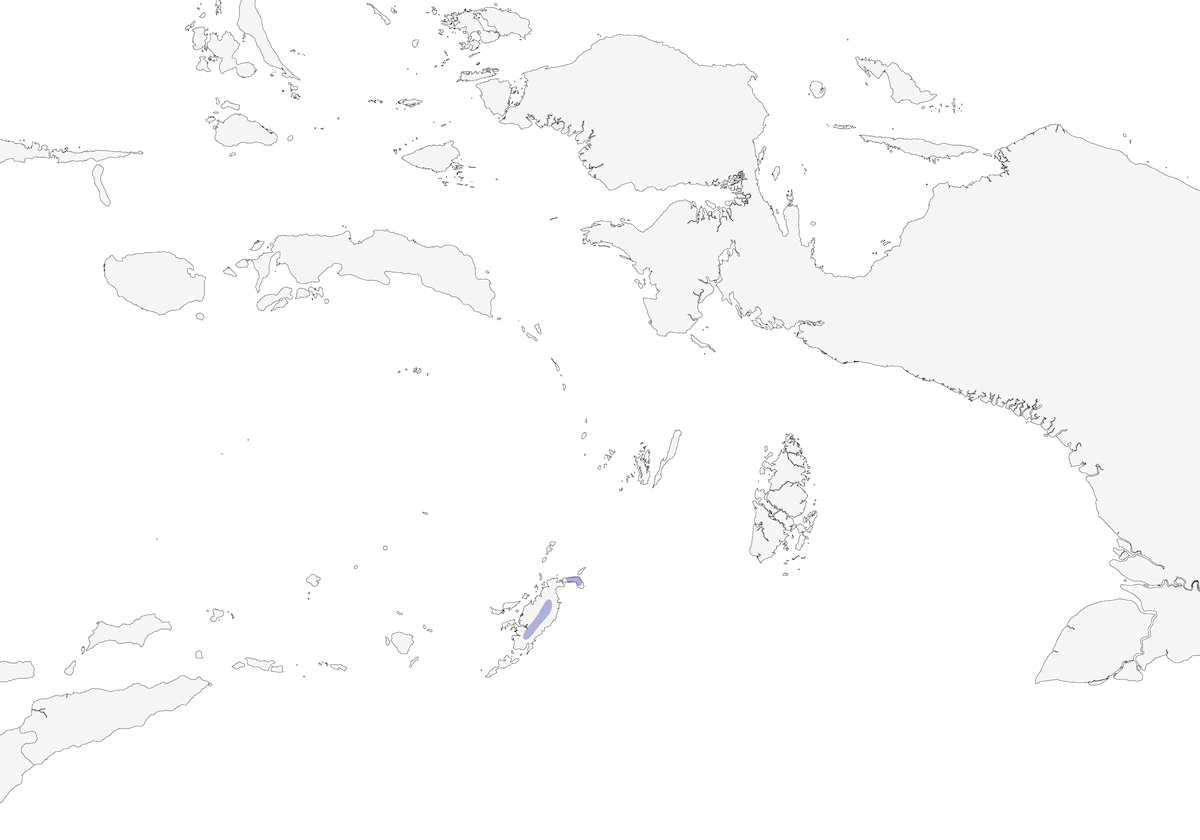 Papamoscas de Tanimbar, Distribución 1