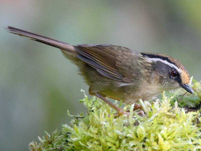Fulvetta dal cappuccio rossiccio, Foto 3