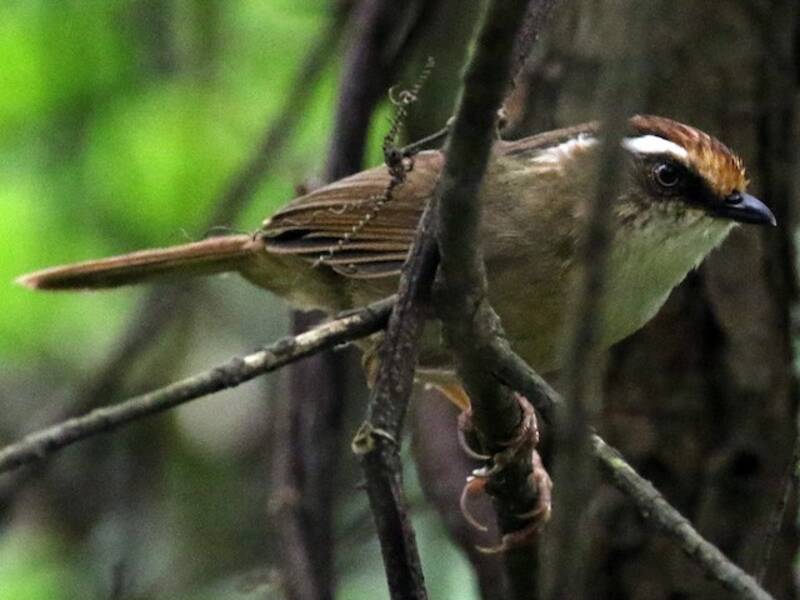 Fulvetta dal cappuccio rossiccio, Foto 2