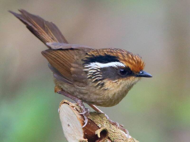 Rusty-capped Fulvetta