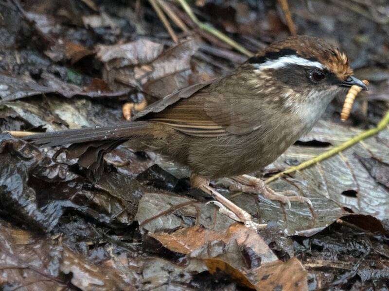 Fulvetta dal cappuccio rossiccio, Foto 4