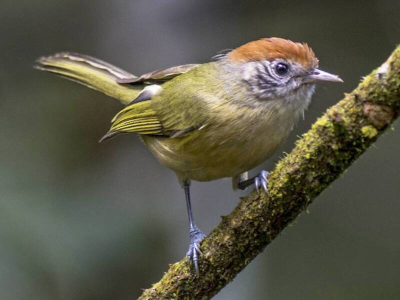 Vireo corona rossiccia, Foto 2