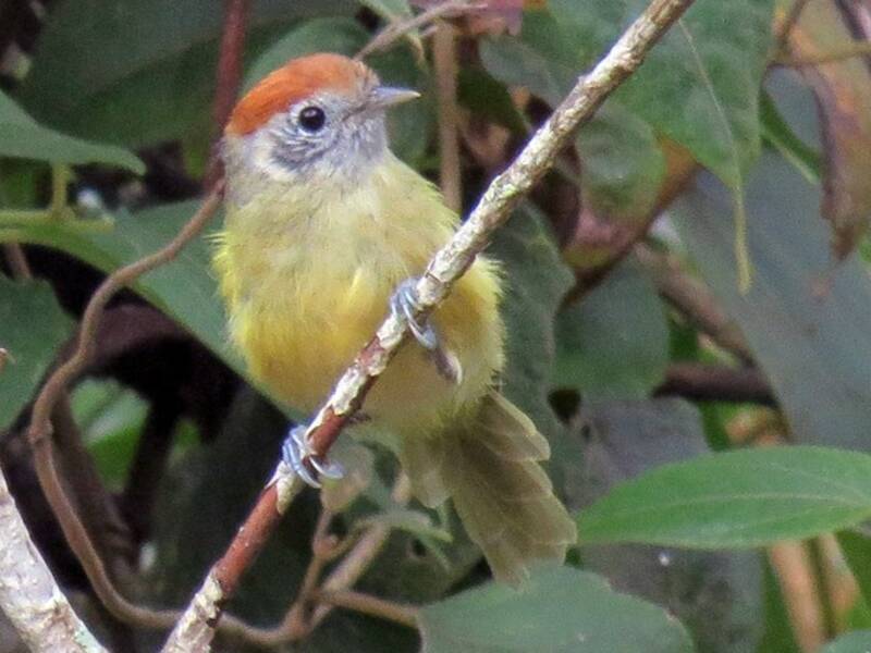 Vireo corona rossiccia, Foto 3
