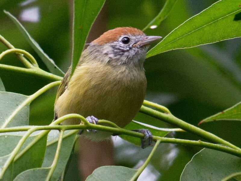 Vireo corona rossiccia, Foto 4