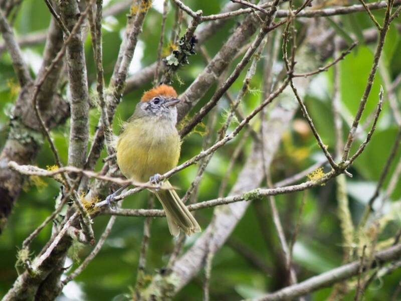 Rotkappen-Waldvireo
