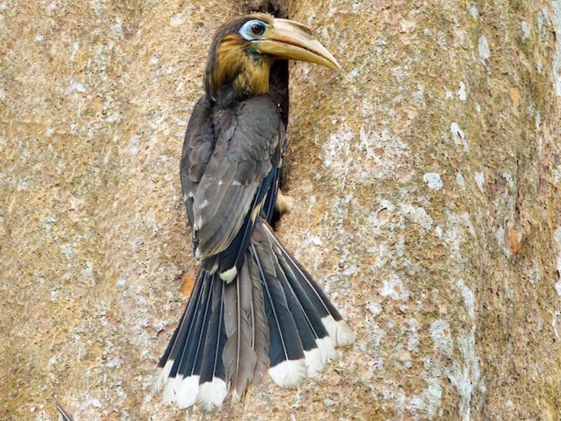 Tickell-Hornvogel