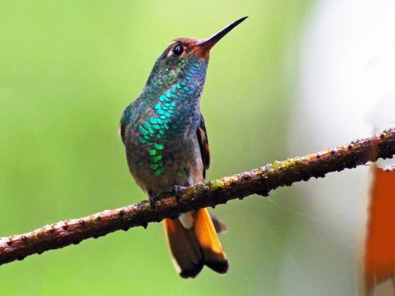 Colibrí del Pirre, Fotos 4