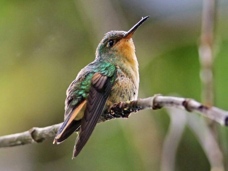 Colibrí del Pirre, Fotos 2