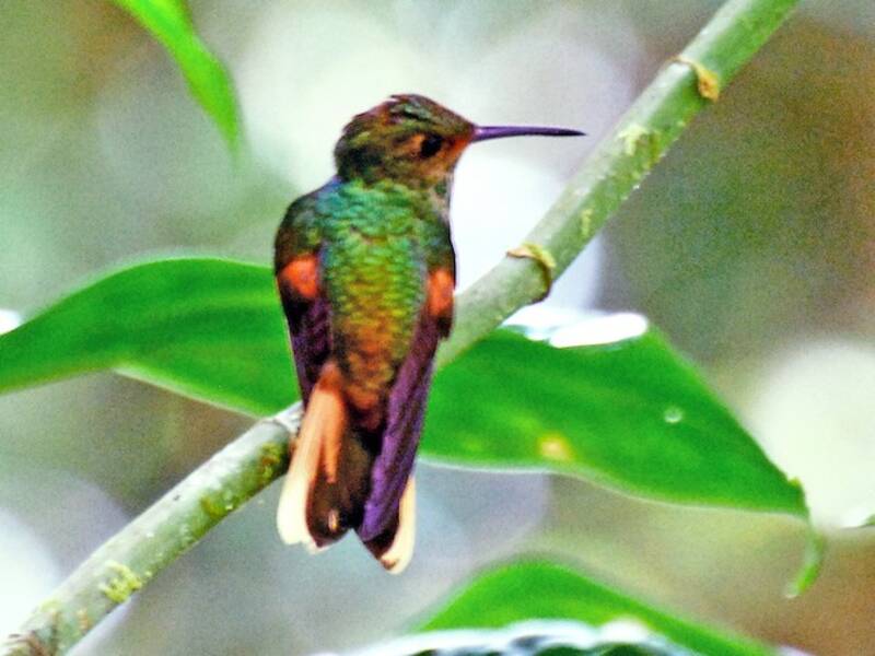 Colibrí del Pirre