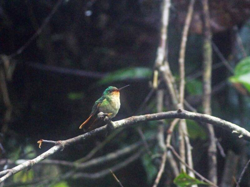 Colibrí del Pirre, Fotos 3