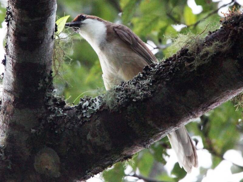 Charlatán Coronicastaño, Fotos 2