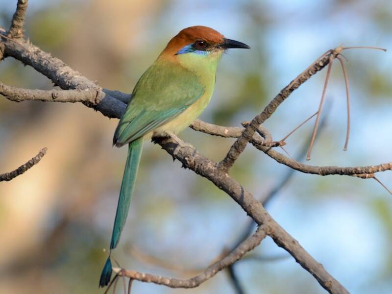 Russet-crowned Motmot (Momotus mexicanus)
