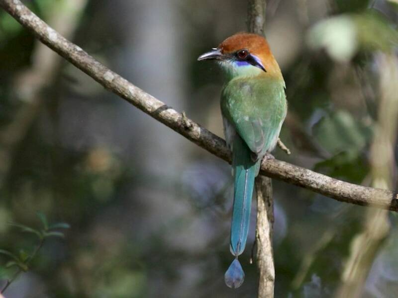 Motmot dalla corona ruggine, Foto 2