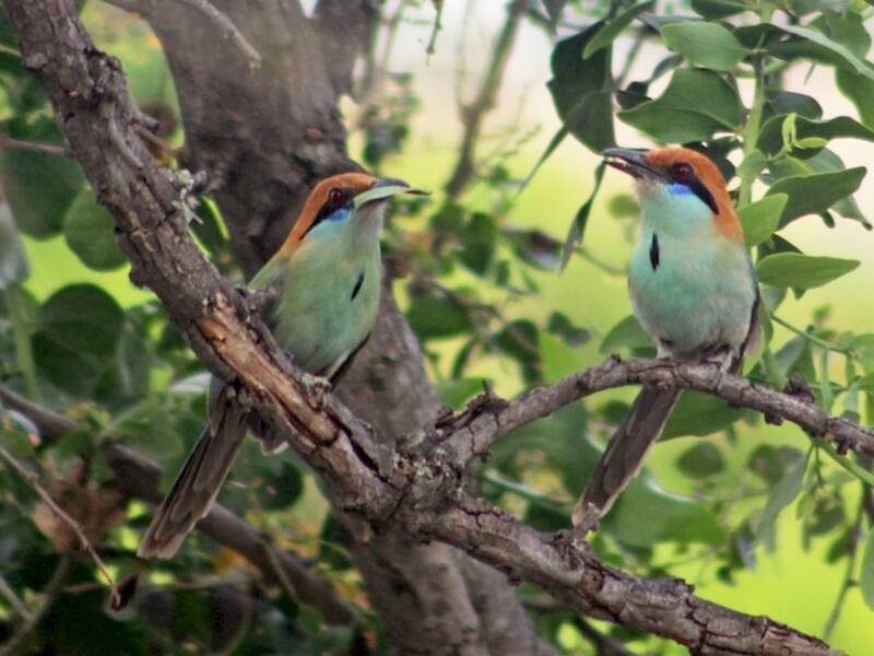 Motmot dalla corona ruggine, Foto 3