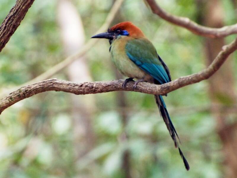 Motmot dalla corona ruggine, Foto 4