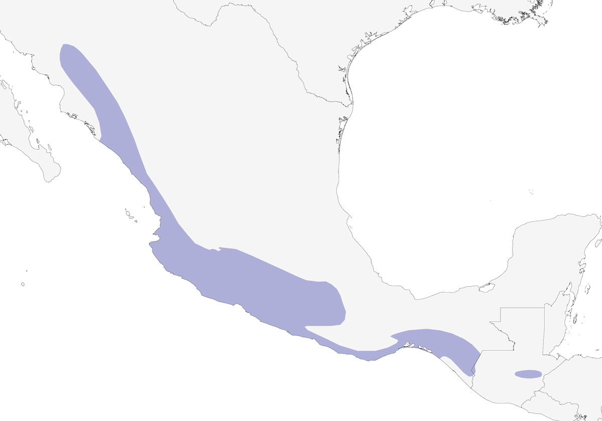 Motmot dalla corona ruggine, Distribuzione 1