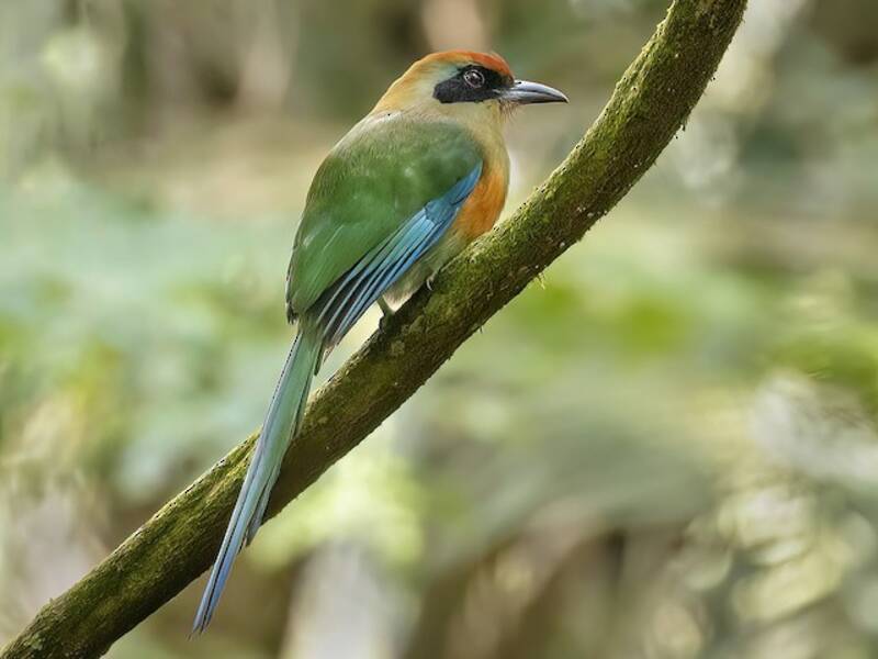 Rufous-capped Motmot, 照片 3