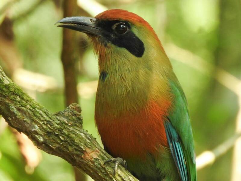 Rufous-capped Motmot, 照片 4