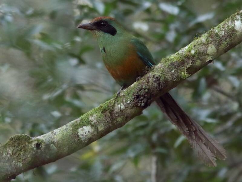 Rufous-capped Motmot, 照片 2