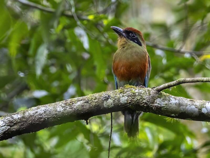 Rufous-capped Motmot
