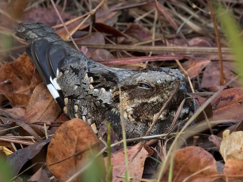 Rufous-cheeked Nightjar (Caprimulgus rufigena)