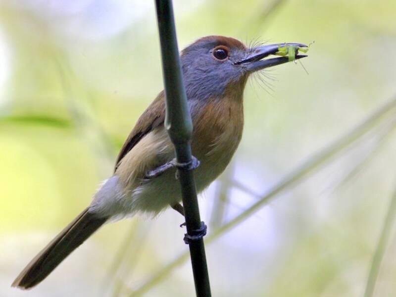 Rostkappen-Faulvogel