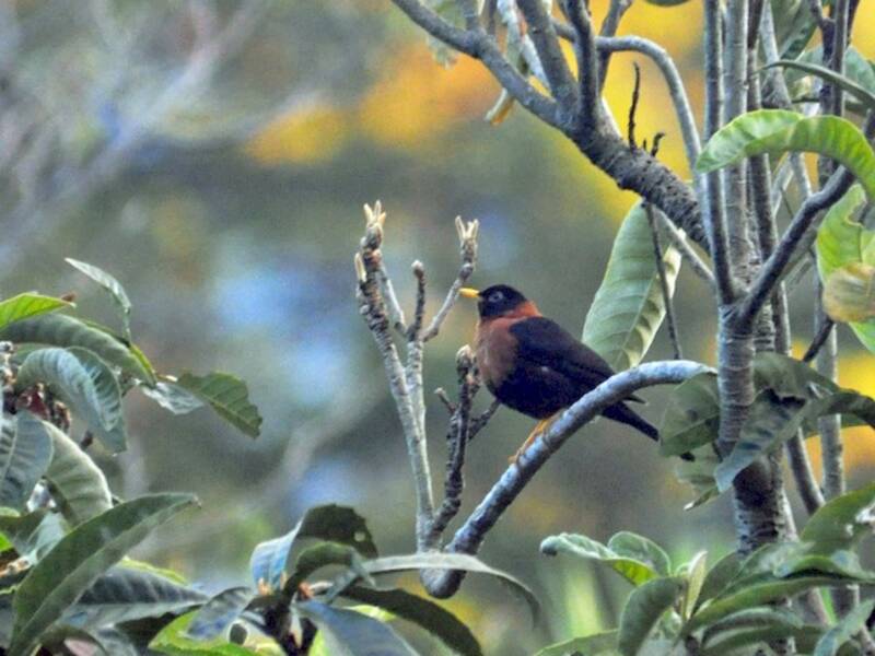 Tordo dal collare rosso, Foto 4