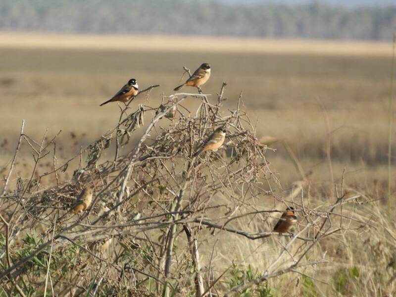Rusty-collared Seedeater, Photos 4