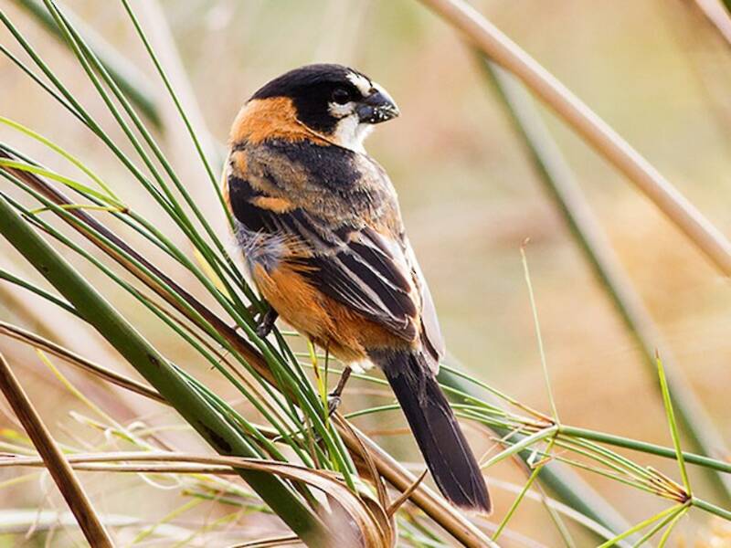 Rusty-collared Seedeater, Photos 3