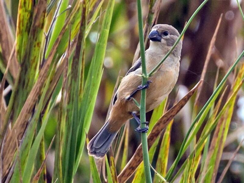 Rusty-collared Seedeater, Photos 2