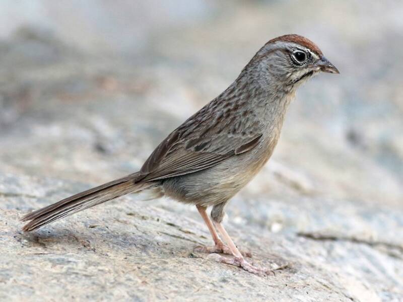 Rufous-crowned Sparrow (Aimophila ruficeps)