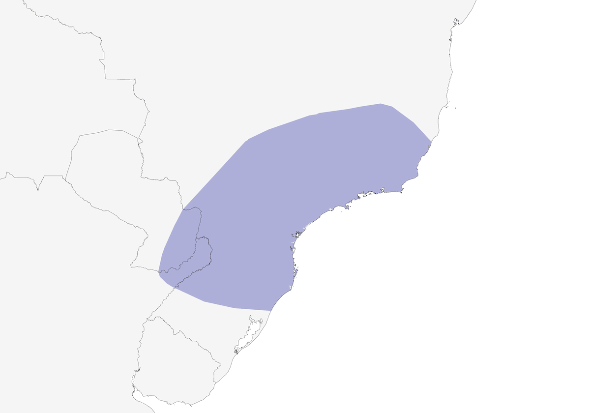 Colaespina Capirrufa, Distribución 1