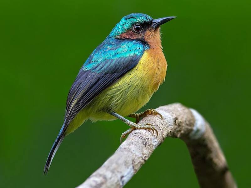 Nettarinia guancecremisi