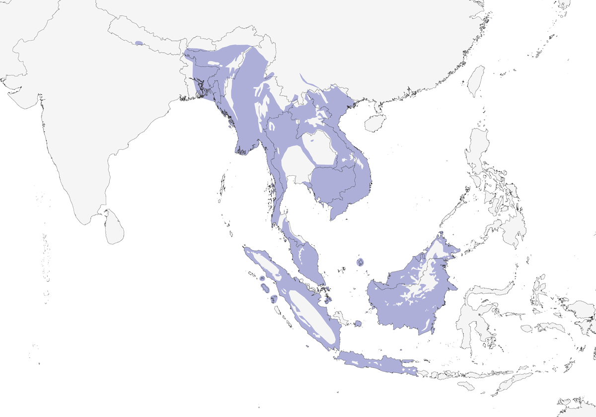Suimanga de Mejillas Rubí, Distribución 1