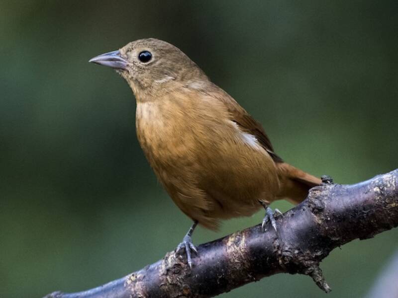 Tangara corona-rubino, Foto 2