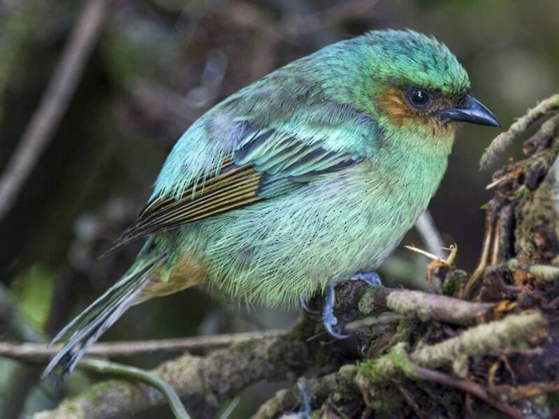 Rufous-cheeked Tanager, Photos 3