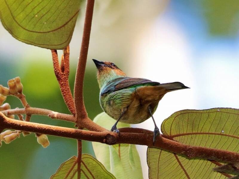 Rufous-cheeked Tanager