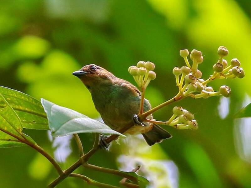 Rufous-cheeked Tanager, Photos 2