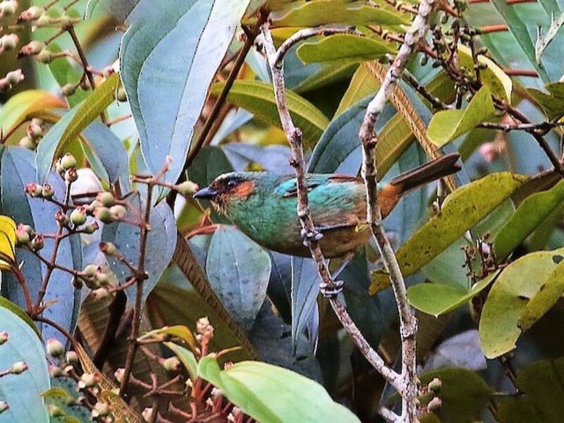 Rufous-cheeked Tanager, Photos 4