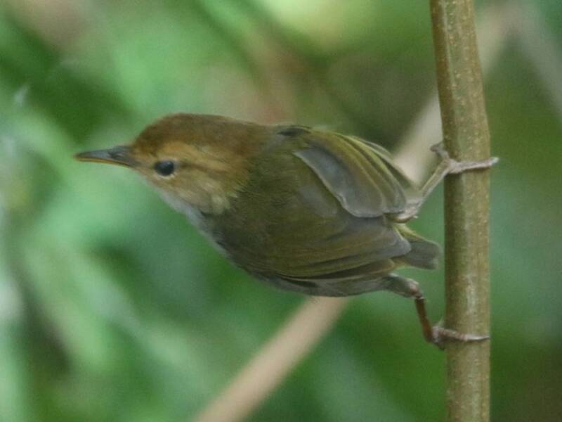 Russet-capped Tesia, 照片 3