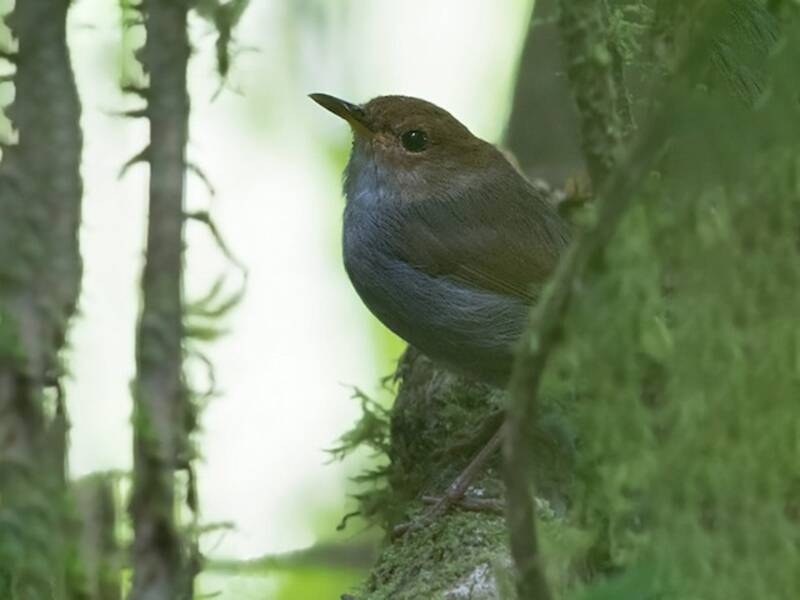 Russet-capped Tesia, 照片 2