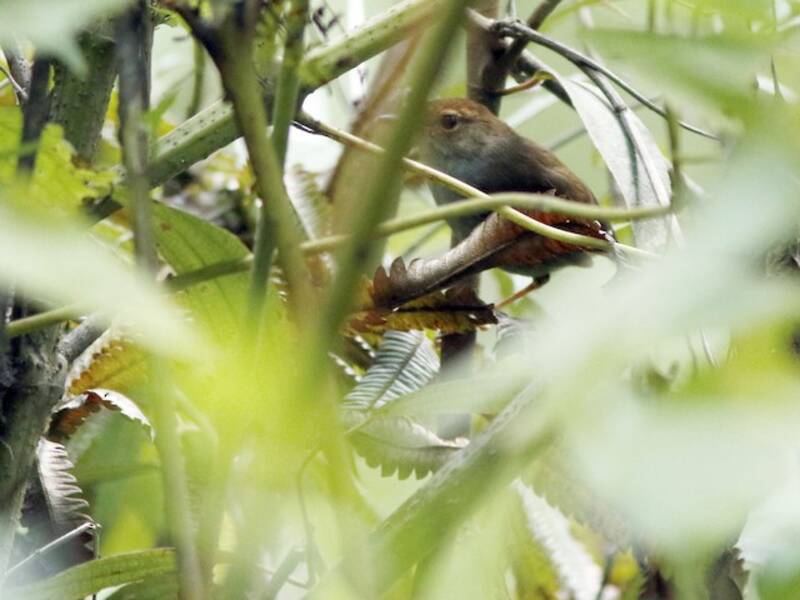 Russet-capped Tesia