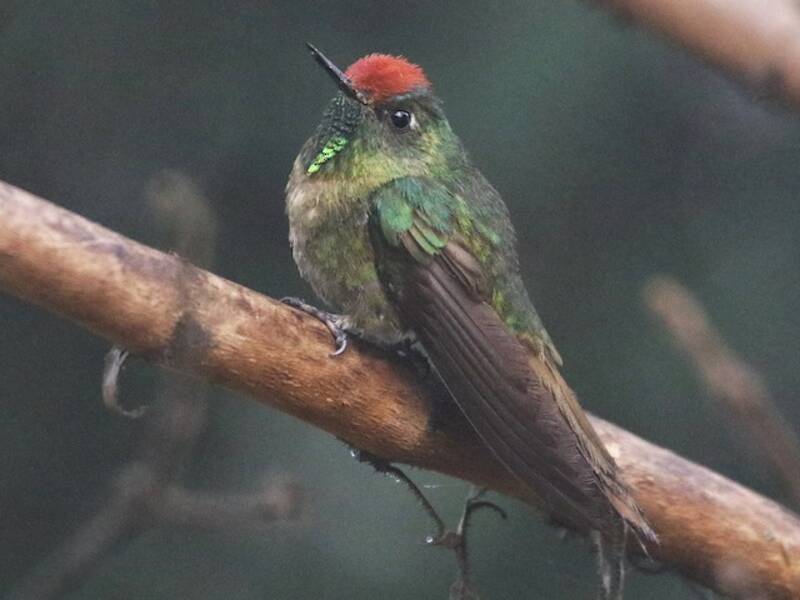 Acantiza dalla corona rossiccia, Foto 4