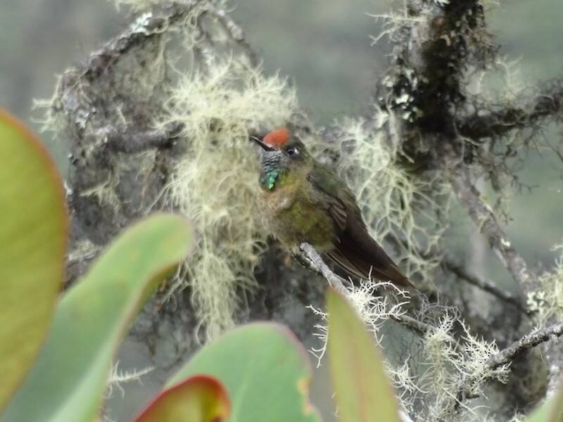 Acantiza dalla corona rossiccia, Foto 2