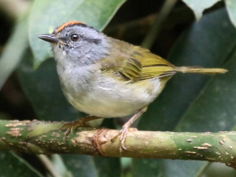 Russet-crowned Warbler, Photos 2