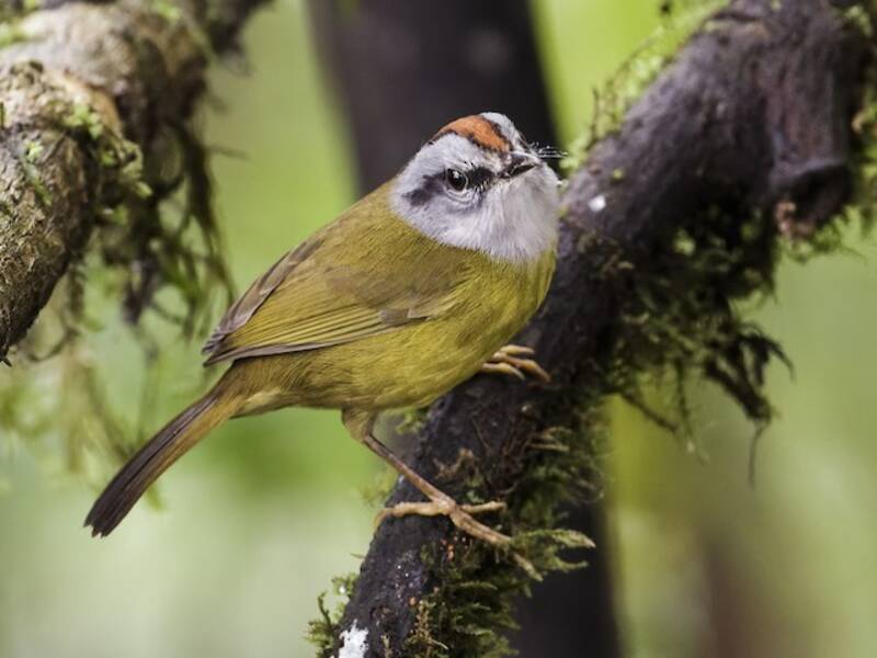Russet-crowned Warbler