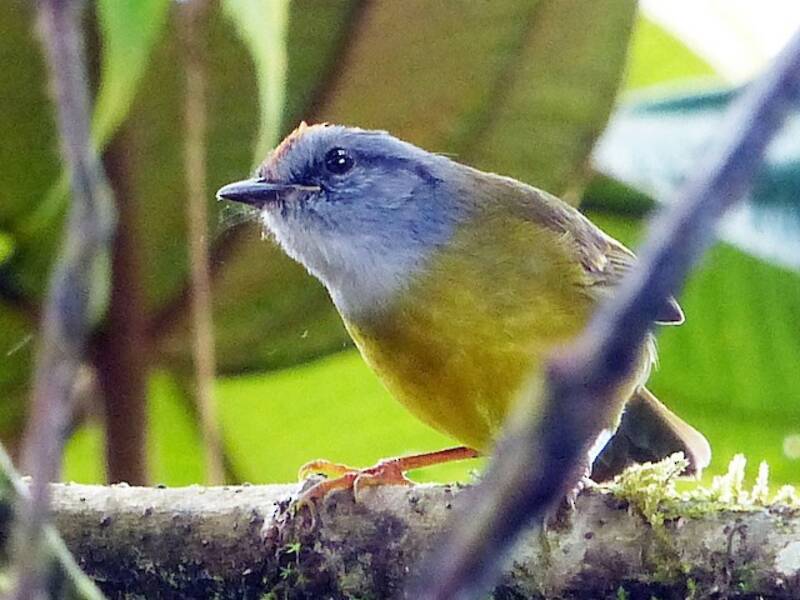 Russet-crowned Warbler, Photos 3