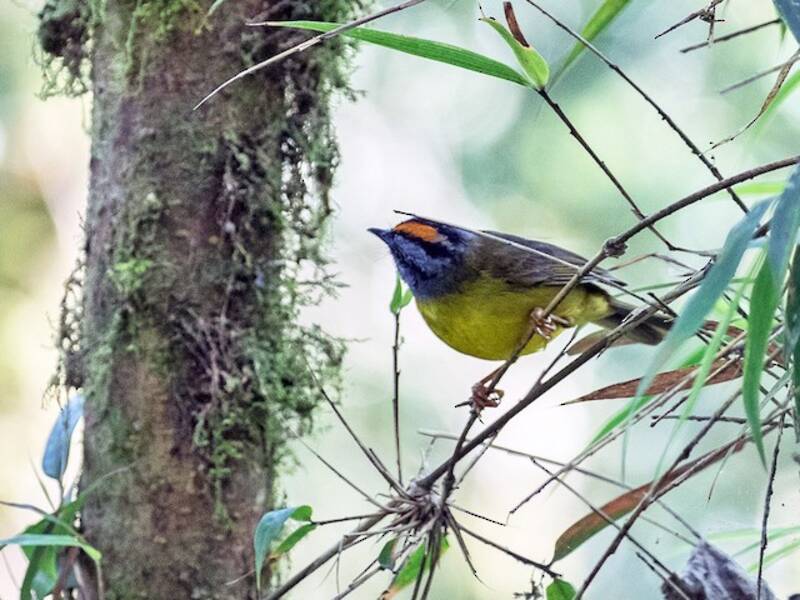 Russet-crowned Warbler, Photos 4